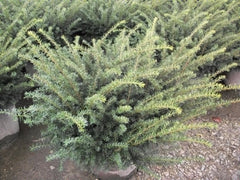 Everlow Yew ~ Taxus x media 'Everlow' G3
