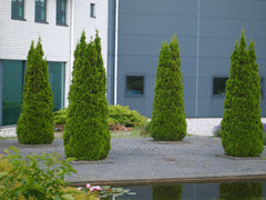 Emerald Green Arborvitae ~ Thuja occidentalis 'Smaragd'  G3