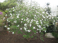 Mohawk Viburnum ~ Viburnum × burkwoodii 'Mohawk' G3
