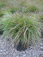 Dwarf Fountain Grass ~ Pennisetum alopecuroides 'Hameln' G3