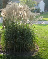 Maiden Grass ~ Miscanthus sinensis 'Gracillimus' G3