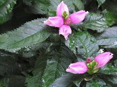 Hot Lips Turtlehead ~ Chelone lyonii 'Hot Lips' G1