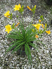 Stella D'Oro Daylily ~ Hemerocallis 'Stella de Oro' 19CM