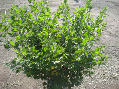 Gro-Low Fragrant Sumac ~ Rhus aromatica 'Gro-Low' G3