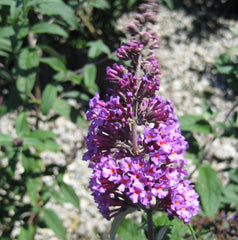 Butterfly Magic™ Butterfly Bush ~ Buddleia davidii G3