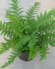 Robusta Male Fern ~ Dryopteris filix-mas 'Robusta' 19CM