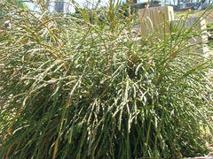 Whipcord Western Red Cedar ~ Thuja plicata 'Whipcord' G2