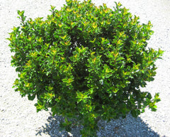 Emerald Magic® Meserve Holly ~ Ilex x meserveae 'WillEmer' G3