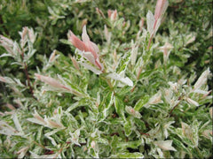 Japanese Dappled Willow ~ Salix integra 'Hakuro Nishiki' G3