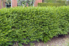North Privet ~ Ligustrum ibolium G2