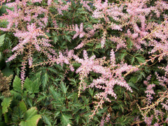 Sprite Dwarf Astilbe ~ Astilbe simplicifolia 'Sprite' 19CM