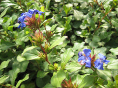 Hardy Plumbago ~ Ceratostigma plumbaginoides 19CM