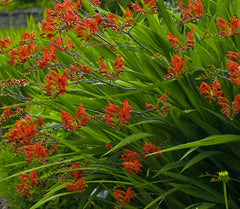 Lucifer Crocosmia ~ Crocosmia x 'Lucifer' 19CM