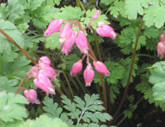 Luxuriant Fern Leaf Bleeding Heart ~ Dicentra eximia 'Luxuriant' 19CM