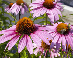 Magnus Coneflower ~ Echinacea purpurea 'Magnus' 17CM