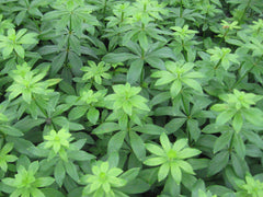 Sweet Woodruff ~ Galium odoratum 19CM