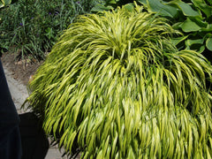 Golden Japanese Forest Grass ~ Hakonechloa macra 'Aureola' 19CM
