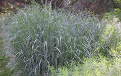 Heavy Metal Blue Switch Grass ~ Panicum virgatum 'Heavy Metal' G3