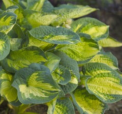 Great Expectations Plantain Lily ~ Hosta 'Great Expectations' 19CM
