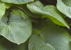 Sieboldiana Elegans Plantain Lily ~ Hosta 'Sieboldiana Elegans' 19CM