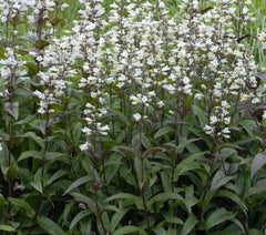 Husker Red Beardtongue ~ Penstemon digitalis 'Husker Red' G1
