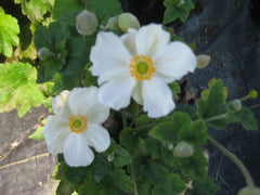 Honorine Jobert Japanese Windflower ~ Anemone x 19CM