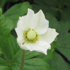 Snowdrop Windflower ~ Anemone sylvestris 19CM