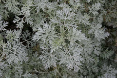 Power Castle Wormword ~ Artemisia x 'Powis Castle' 19CM