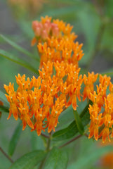 Butterfly Weed ~ Asclepias tuberosa G1