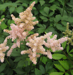 Peach Blossom Japanese Astilbe ~ Astilbe 'Peach Blossom' 19CM