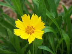 Baby Sun Tickseed ~ Coreopsis grandiflora 'Baby Sun' 19CM