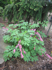 Old-Fashioned Bleeding Heart ~ Dicentra spectabilis 19CM