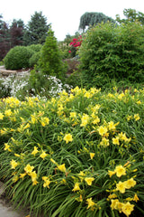Happy Returns Daylily ~ Hemerocallis 'Happy Returns' 19CM