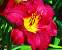 Pardon Me Daylily ~ Hemerocallis 'Pardon Me' 19CM
