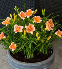 Peach Blast Daylily ~ Hemerocallis hybrid 19CM