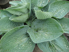 Big Daddy Plantain Lily ~ Hosta 'Big Daddy' 19CM
