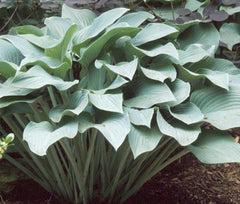 Krossa Regal Plantain Lily ~ Hosta 'Krossa Regal' 19CM