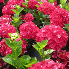 Magical® Ruby Red Hydrangea ~ Hydrangea macrophylla 'KOLMARU' G2