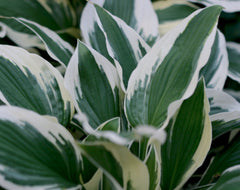 Patriot Plantain Lily ~ Hosta 'Patriot' 19CM