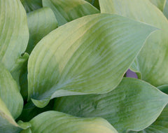 Sum and Substance Plantain Lily ~ Hosta 'Sum and Substance' 19CM