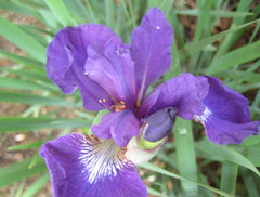 Caesar's Brother Siberian Iris ~ Iris sibirica 'Caesar's Brother' 19CM