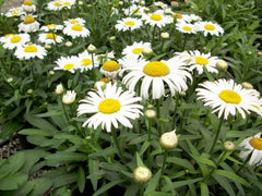 Snow Lady Shasta Daisy ~ Leucanthemum x superbum 'Snow Lady' 19CM