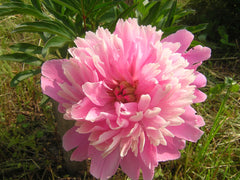 Sarah Bernhardt Double Peony ~ Paeonia lactiflora 'Sarah Bernhardt' G2