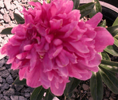 Kansas Double Peony ~ Paeonia lactiflora 'Kansas' G2