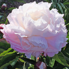 Shirley Temple Double Peony ~ Paeonia hybrid 'Shirley Temple' G2