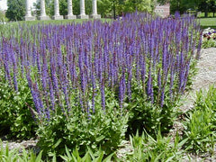 East Friesland Meadow Sage ~ Salvia nemorosa 'East Friesland' 19CM