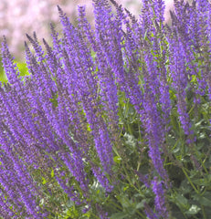 May Night Sage ~ Salvia x sylvestris 'May Night' 19CM