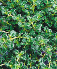 Creeping Thyme ~ Thymus pseudolanuginosus 19CM