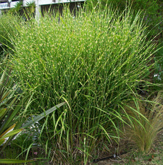 Porcupine Grass ~ Miscanthus sinensis 'Strictus' G3