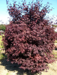 Crimson Prince Japanese Maple ~ Acer palmatum 'Crimson Prince' G3 24"